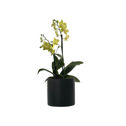 Mini orquidea amarilla