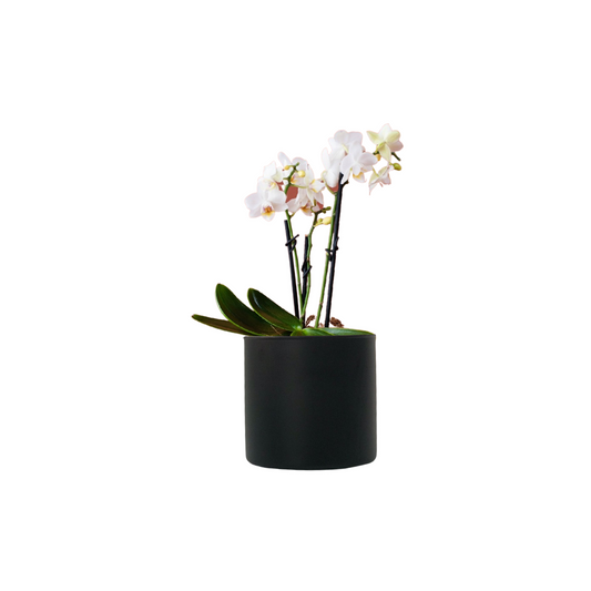 Mini orquídea blanca