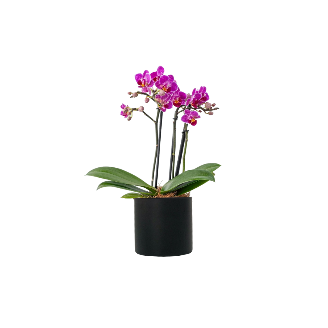 Mini orquídea rosa