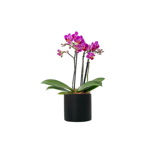 Mini orquídea rosa